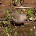 Trumpeter Finch.jpg